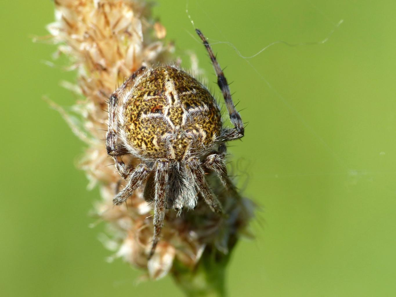 Agalenatea redii - Sasso Marconi (BO)